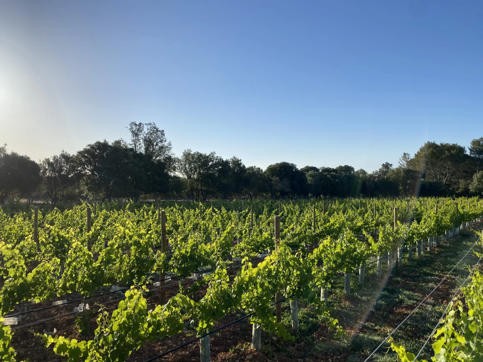 D07D328B-4A99-4384-BB7C-0EA1D2FAADA7-scaled